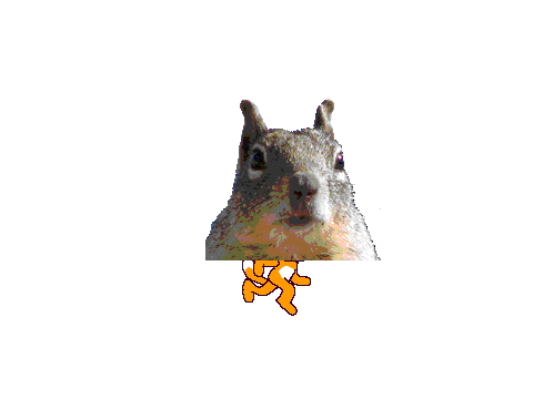 squirrel insulter