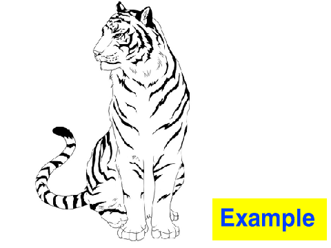 Tiger Coloring Contest
