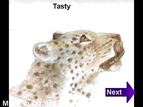 Gallery Browser