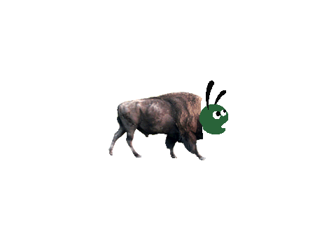???????? animal