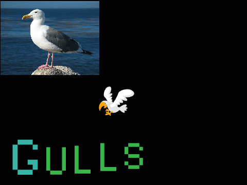 Gulls!