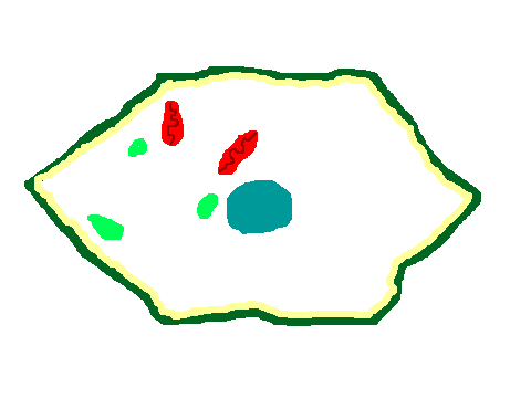 Plant Cells