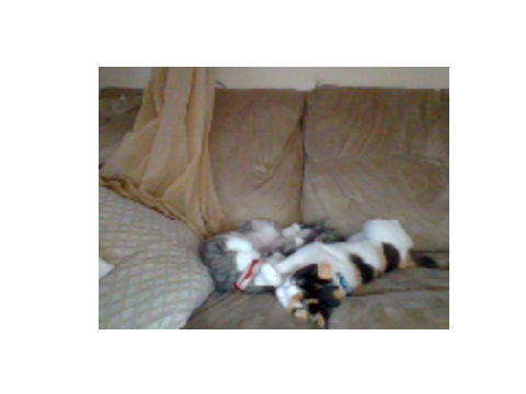 My Kittens