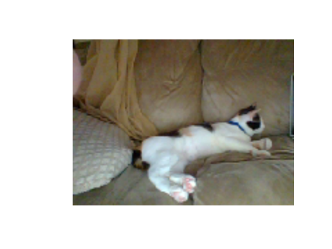 My kitten Calico