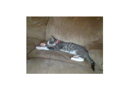 My Kitten Gray
