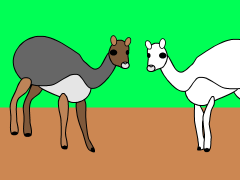 Adopt-A-Llama!
