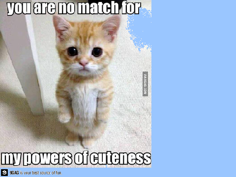 Funny Cat Memes!!! Remix