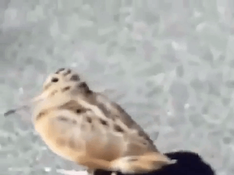 Birb