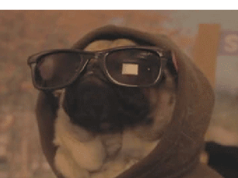 awesome pug gif