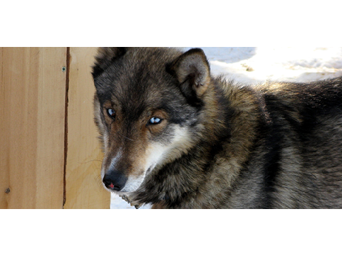 Ryker 