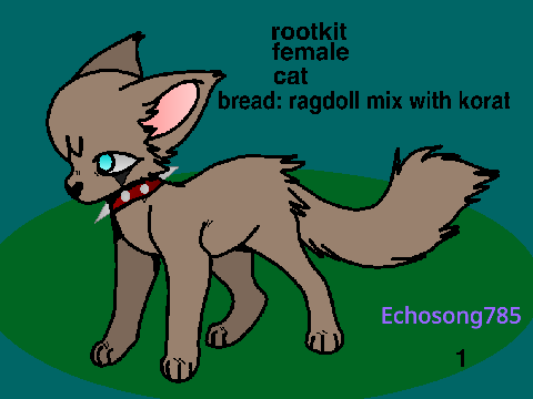 warrior cats kits adoption (frist come first get)