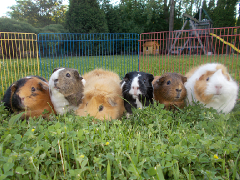 Guinea Pig Land 
