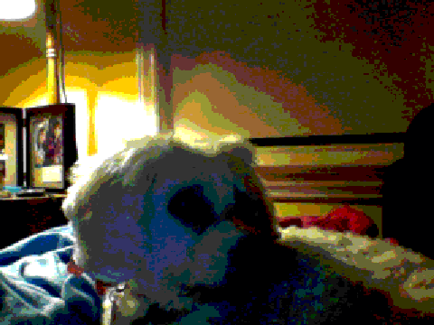 My dog cleo
