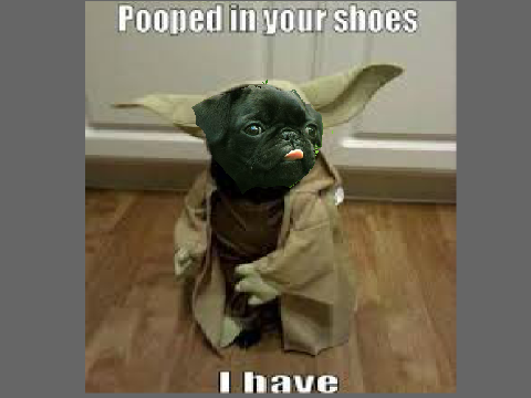 yoda pug
