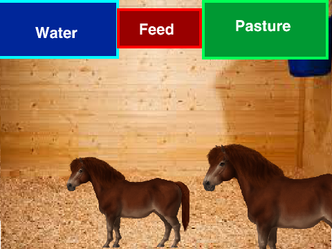 Shetland Pony!