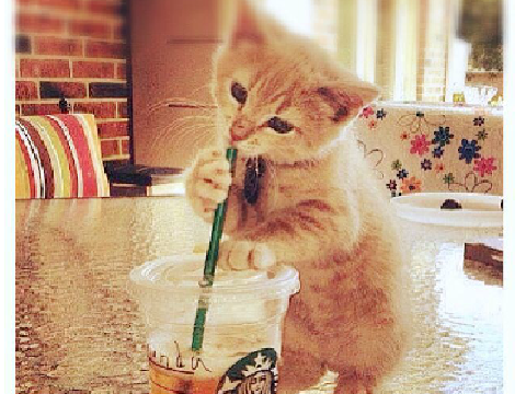 ☕(=^･ω･^=) Thanks:55+