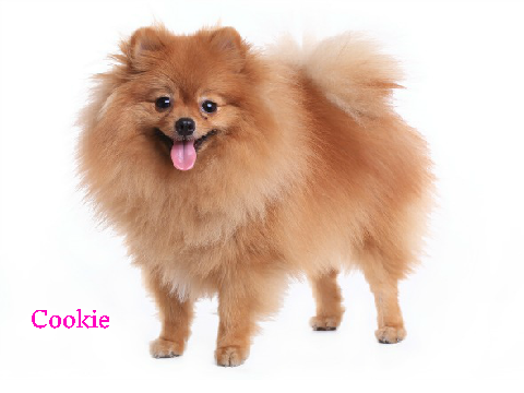 Which dog do you want?