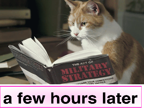 funny vines cats mothers day edition (happy late REALLY late mothers day)