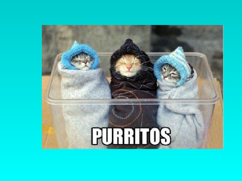 funny cats