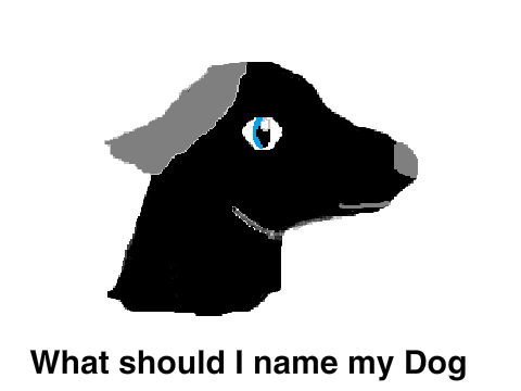 What Should I Name my Dog?