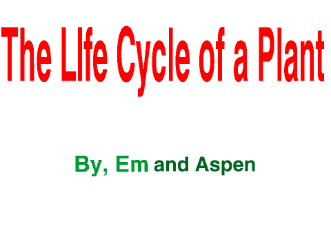 plant life cycle