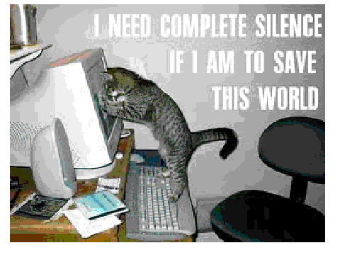 Funny Cats