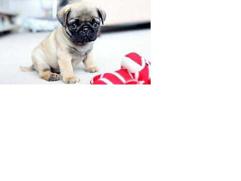 PUGS!!