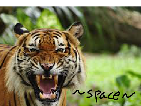 Wild Cat Lovers
