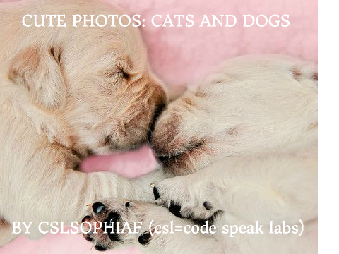 Cute Photos: Cat and Dog