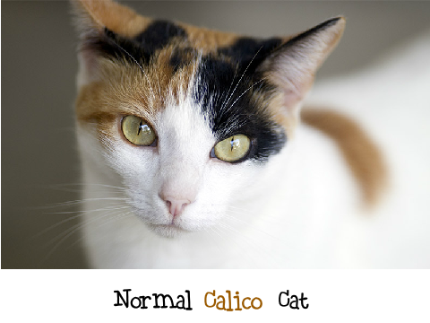 Calico cat blockshade!