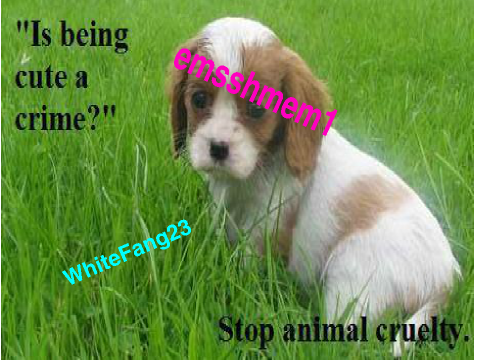 Sign to STOP the ANIMAL CRUELTY!! remix