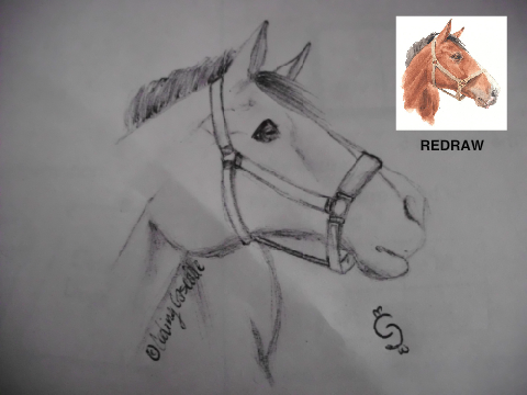 For: Horse Drawing Contest