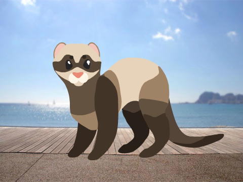 Ferret- Vector practice remix