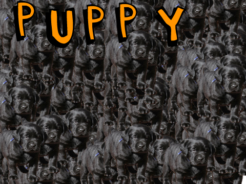 Puppy attack