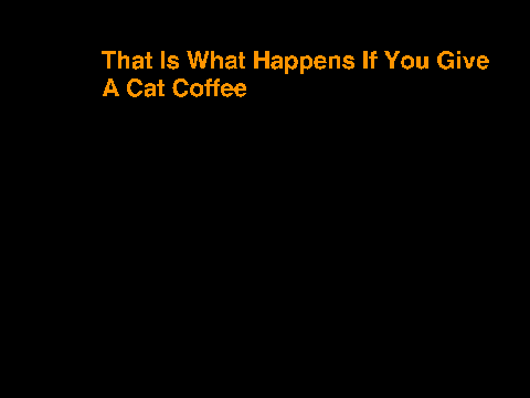 Coffee Cat!!!