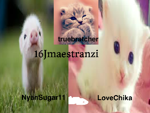 Sign if your against animal cruelty remix remix remix-2