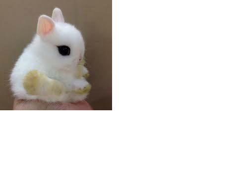 Cute animal slide show