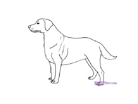 coloring dog contest