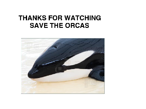 SeaWorld of Hurt