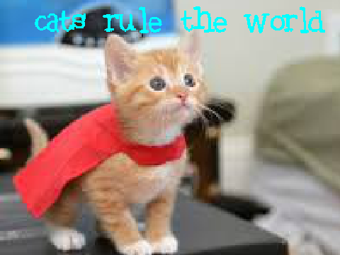 Cats rule the world