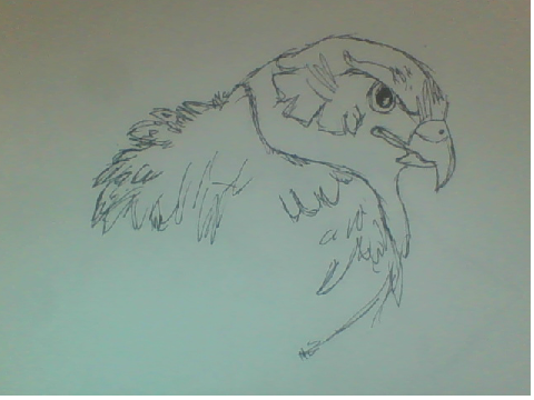 Bird Pen Drawings ( Traditional 