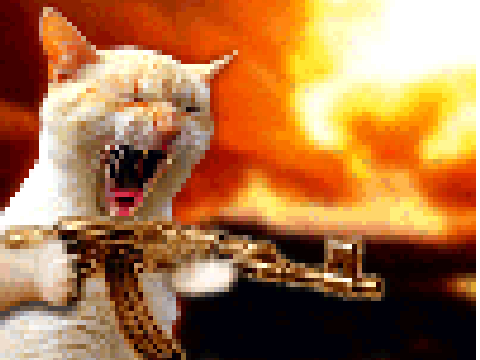 cat in action