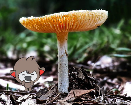 The Shrinking Critter remix