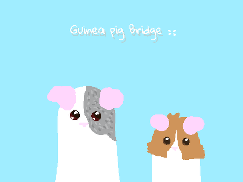 Guinea pig Bridge! ✽