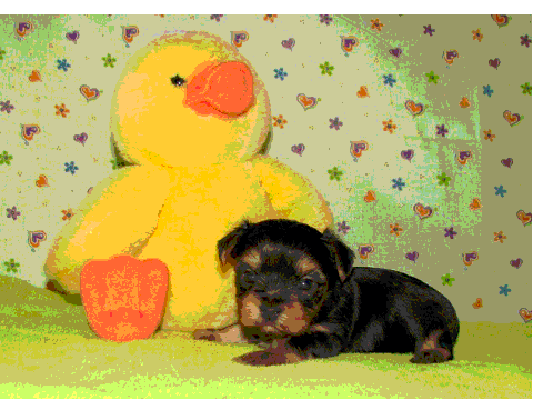 my new puppy!
