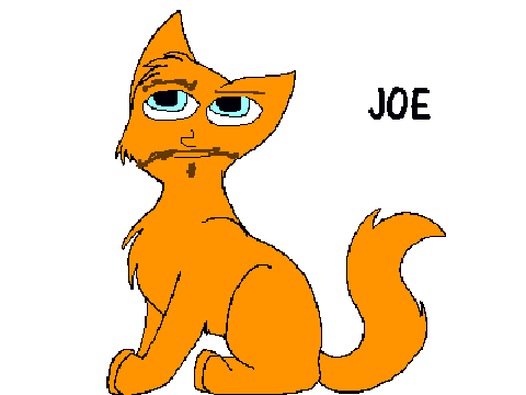 Joe the cat