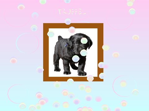 Kebdar's new dog!!!
