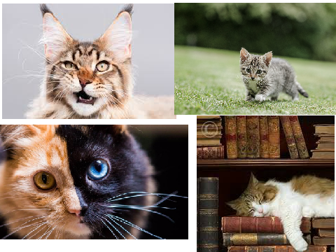 crazy cats!!!!!!!!!!!!!!!!!!!!!!!!!!!!!!!!