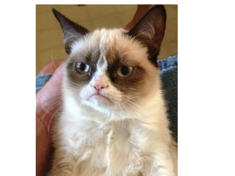 Interview Yourself With Grumpy Cat