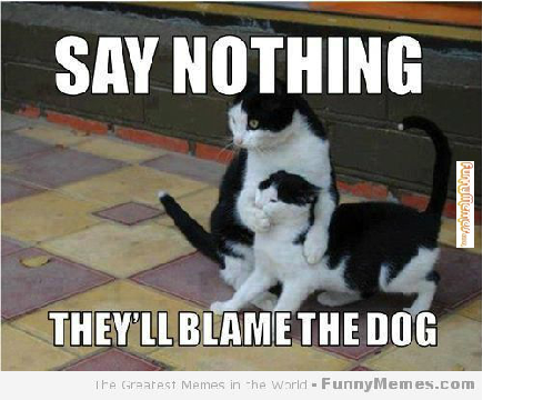 Cat Memes